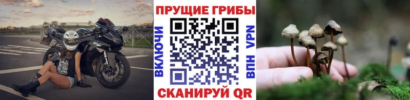 как найти закладки  Первоуральск  Галлюциногенные грибы Psilocybine cubensis 